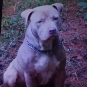 Meet your Posher, Andre